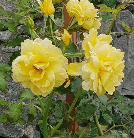 Casa Da Agua Quente 2 Furnas (Azores)